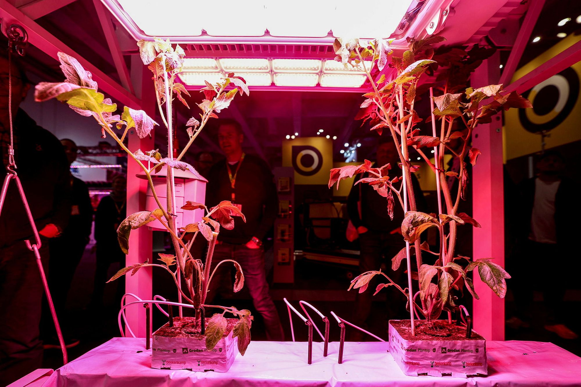 Leafy crops growing under pink LED lighting in a vertical farming demonstration unit.